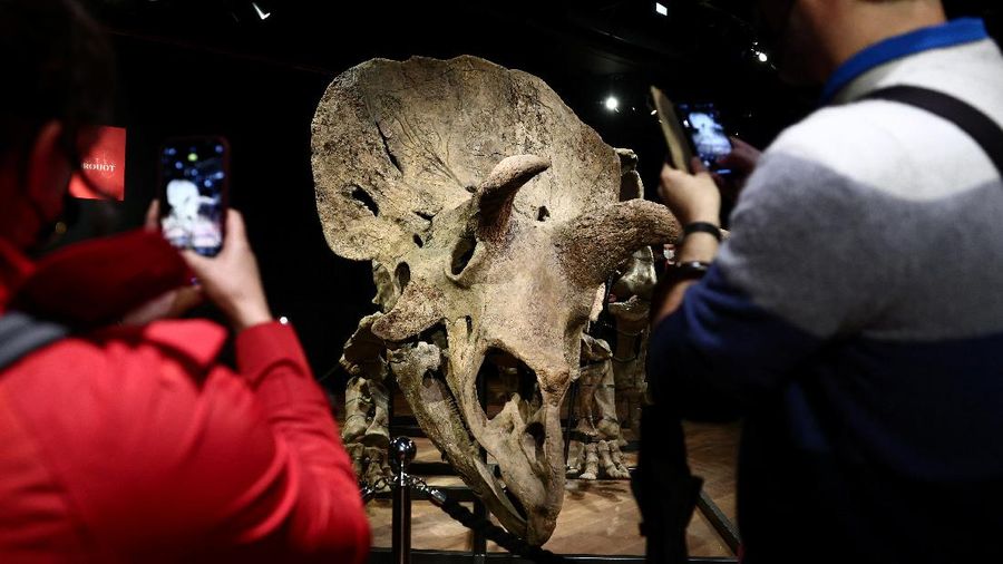 Kerangka dinosaurus jenis triceratops terbesar di dunia. (REUTERS/SARAH MEYSSONNIER)