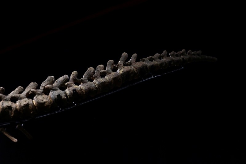 Kerangka dinosaurus jenis triceratops terbesar di dunia. (REUTERS/SARAH MEYSSONNIER)
