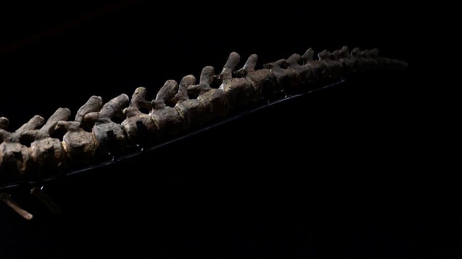 Kerangka dinosaurus jenis triceratops terbesar di dunia. (REUTERS/SARAH MEYSSONNIER)