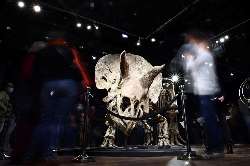 Kerangka dinosaurus jenis triceratops terbesar di dunia. (REUTERS/SARAH MEYSSONNIER) Kerangka dinosaurus jenis triceratops terbesar di dunia. (REUTERS/SARAH MEYSSONNIER)