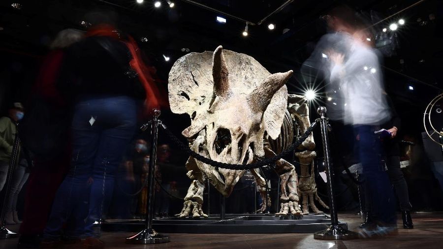 Kerangka dinosaurus jenis triceratops terbesar di dunia. (REUTERS/SARAH MEYSSONNIER)
