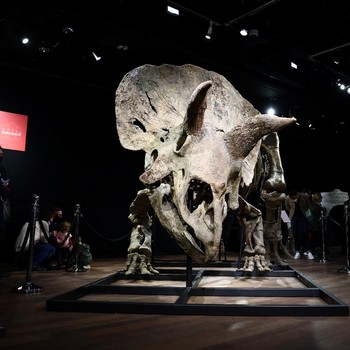 Intip Kerangka Dinosaurus Triceratops Terjual Rp 109 Miliar