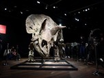 Intip Kerangka Dinosaurus Triceratops Terjual Rp 109 Miliar