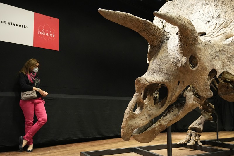 Kerangka dinosaurus jenis triceratops terbesar di dunia. (REUTERS/SARAH MEYSSONNIER) Kerangka dinosaurus jenis triceratops terbesar di dunia. (REUTERS/SARAH MEYSSONNIER)