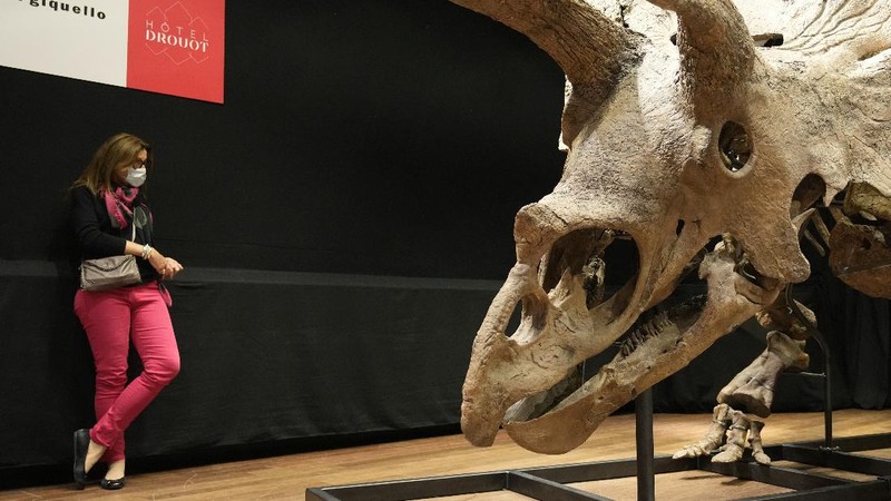 Kerangka dinosaurus jenis triceratops terbesar di dunia. (REUTERS/SARAH MEYSSONNIER)