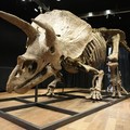 China Tembak Telur Dinosaurus Pakai Nuklir