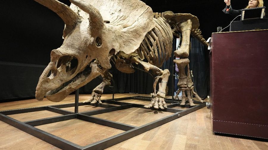 Kerangka dinosaurus jenis triceratops terbesar di dunia. (AP Photo/Francois Mori)