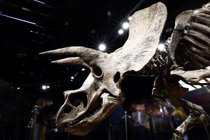 Kerangka dinosaurus jenis triceratops terbesar di dunia. (REUTERS/SARAH MEYSSONNIER) Kerangka dinosaurus jenis triceratops terbesar di dunia. (REUTERS/SARAH MEYSSONNIER)