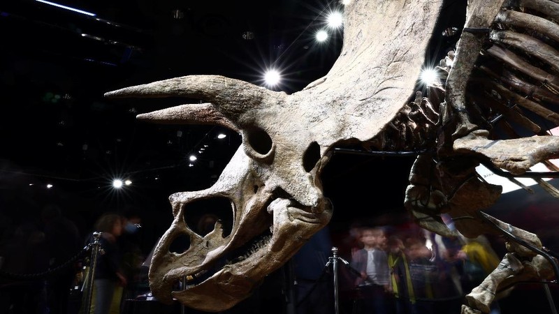 Kerangka dinosaurus jenis triceratops terbesar di dunia. (REUTERS/SARAH MEYSSONNIER)