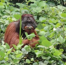 Soal Babat Hutan untuk Tambang, Indonesia Juara Satu