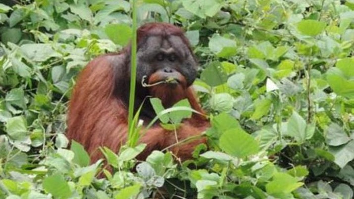KPC Translokasi Orangutan ke Hutan Lindung Sungai Lesan