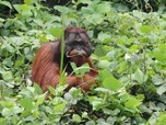 Soal Babat Hutan untuk Tambang, Indonesia Juara Satu
