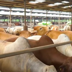 Pendapatan Ambles 78%, Rugi WMPP Q3 Membengkak 2.445%