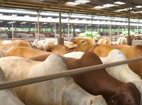3 Tahun Pasca IPO, Emiten Unggas Ini Omsetnya Anjlok 92%