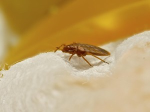 Ilmuwan Temukan Cara untuk Mengusir Kutu Kasur, Bisa Ampuh?