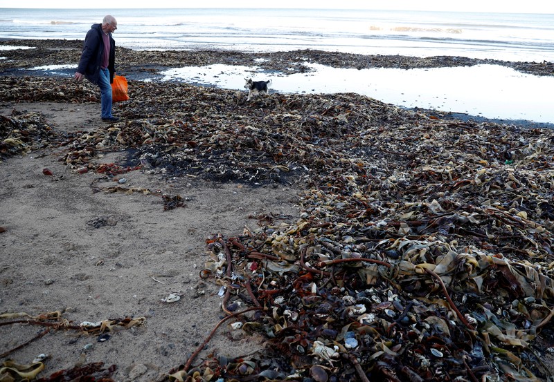 Makhluk laut terlihat terdampar dan mati di pantai Saltburn, Inggris Sea creatures are seen washed up dead up on the beach in Saltburn, Britain October 31, 2021. REUTERS/Lee Smith