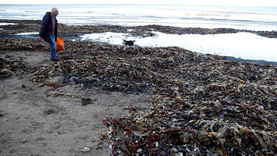 Sea creatures are seen washed up dead up on the beach in Saltburn, Britain October 31, 2021. REUTERS/Lee Smith