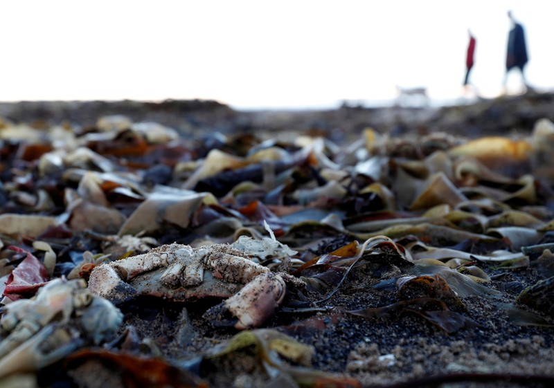 Makhluk laut terlihat terdampar dan mati di pantai Saltburn, Inggris Sea creatures are seen washed up dead up on the beach in Saltburn, Britain October 31, 2021. REUTERS/Lee Smith