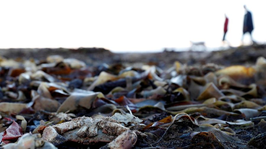 Sea creatures are seen washed up dead up on the beach in Saltburn, Britain October 31, 2021. REUTERS/Lee Smith