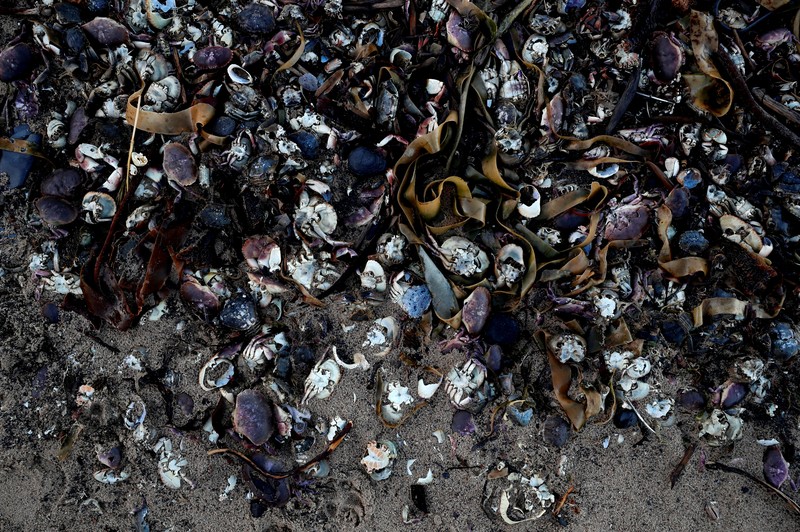 Makhluk laut terlihat terdampar dan mati di pantai Saltburn, Inggris Sea creatures are seen washed up dead up on the beach in Saltburn, Britain October 31, 2021. REUTERS/Lee Smith