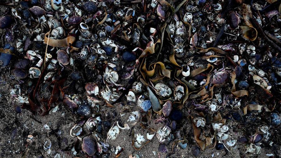 Sea creatures are seen washed up dead up on the beach in Saltburn, Britain October 31, 2021. REUTERS/Lee Smith