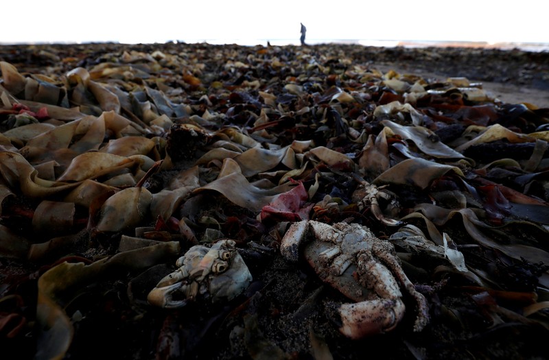 Sea creatures are seen washed up dead up on the beach in Saltburn, Britain October 31, 2021. REUTERS/Lee Smith