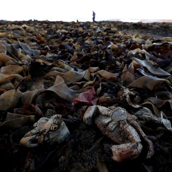Potret Ribuan Makhluk Laut Mati di Laut Inggris, Kenapa?