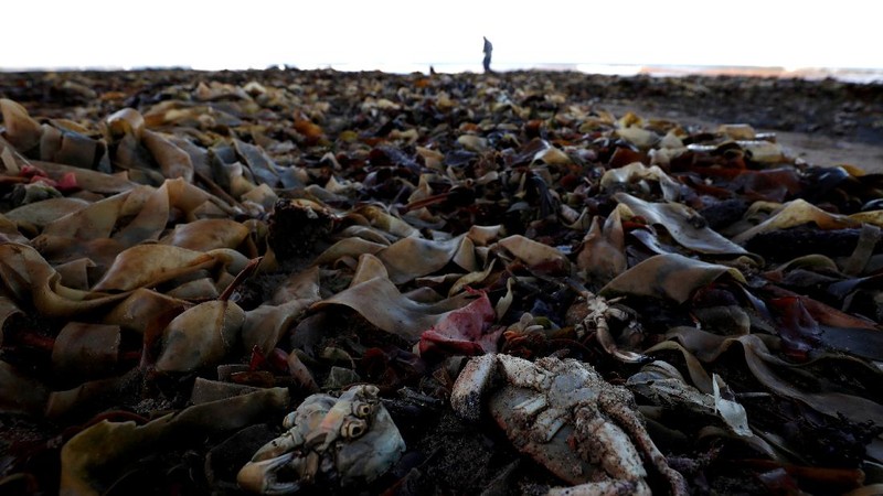 Sea creatures are seen washed up dead up on the beach in Saltburn, Britain October 31, 2021. REUTERS/Lee Smith