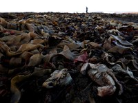 Potret Ribuan Makhluk Laut Mati di Laut Inggris, Kenapa?