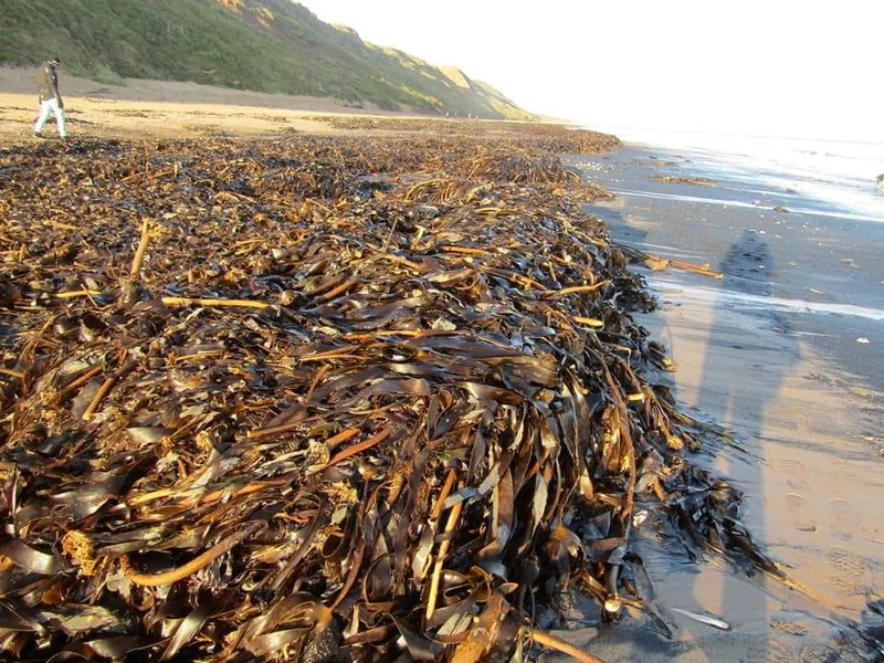 Sea creatures are seen washed up dead up on the beach in Saltburn, Britain October 31, 2021. REUTERS/Lee Smith