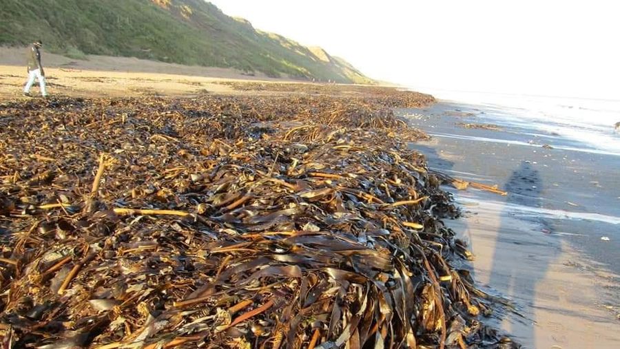 Sea creatures are seen washed up dead up on the beach in Saltburn, Britain October 31, 2021. REUTERS/Lee Smith