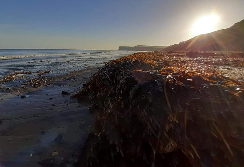 Sea creatures are seen washed up dead up on the beach in Saltburn, Britain October 31, 2021. REUTERS/Lee Smith