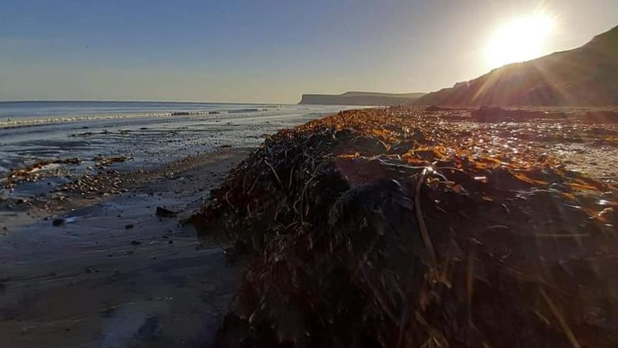 Sea creatures are seen washed up dead up on the beach in Saltburn, Britain October 31, 2021. REUTERS/Lee Smith