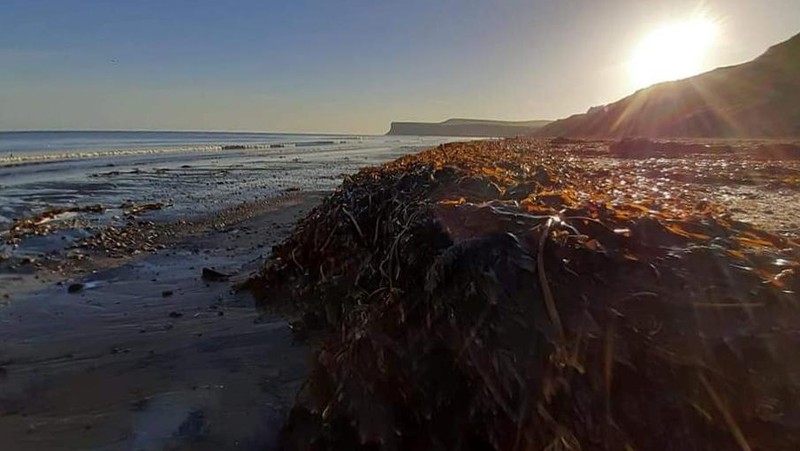 Sea creatures are seen washed up dead up on the beach in Saltburn, Britain October 31, 2021. REUTERS/Lee Smith