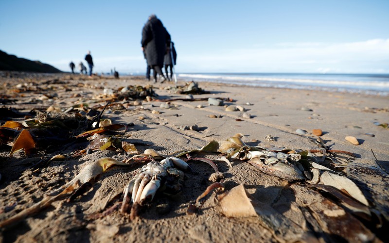 Sea creatures are seen washed up dead up on the beach in Saltburn, Britain October 31, 2021. REUTERS/Lee Smith