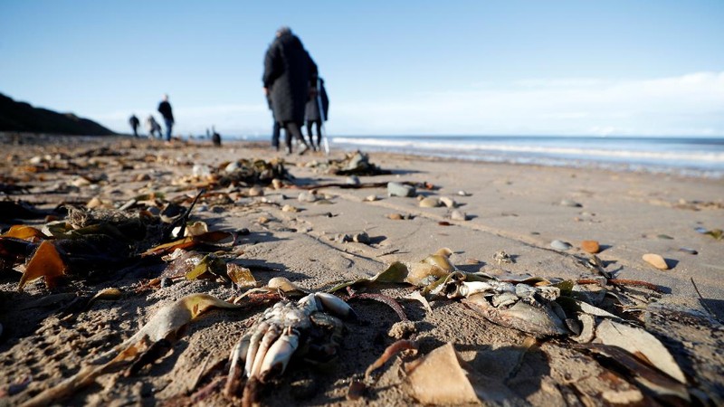 Sea creatures are seen washed up dead up on the beach in Saltburn, Britain October 31, 2021. REUTERS/Lee Smith