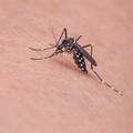 WHO: Virus Chikungunya Bisa Jadi Wabah Baru, Kenali Gejalanya
