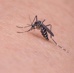 Suhu Panas Mendidih, Waspada Nyamuk Ganas Penyebab DBD