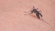 Ditemukan Virus Mematikan yang Ditularkan Nyamuk Musim Hujan