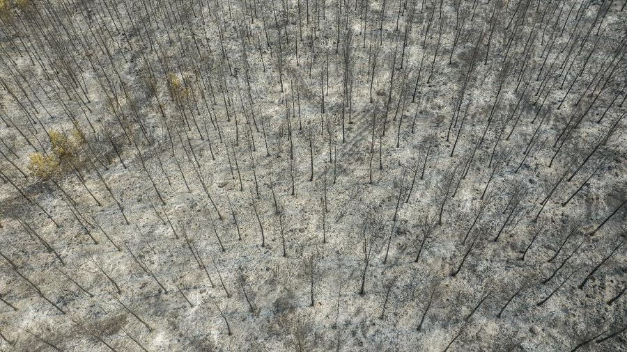 Bare trees stand in a destroyed forest near the Kemerkoy Power Plant, a coal-fueled power plant, in Milas, Mugla in southwest Turkey, Thursday, Aug. 5, 2021. A wildfire reached the compound of a coal-fueled power plant in southwest Turkey and forced evacuations by boats and cars. (AP Photo)