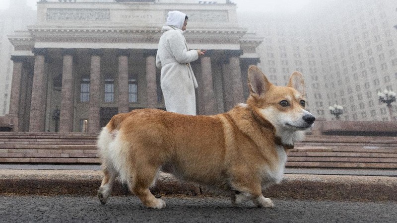 A pedestrian walk through morning fog along a pond in Ostankino in Moscow, Russia, Tuesday, Nov. 2, 2021. More than 30 flights were delayed or canceled at three airports in the capital due to fog. (AP Photo/Alexander Zemlianichenko)