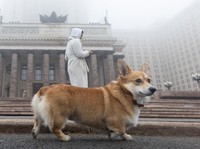 Terungkap! Ternyata Ini Alasan Anjing Punya Ekor