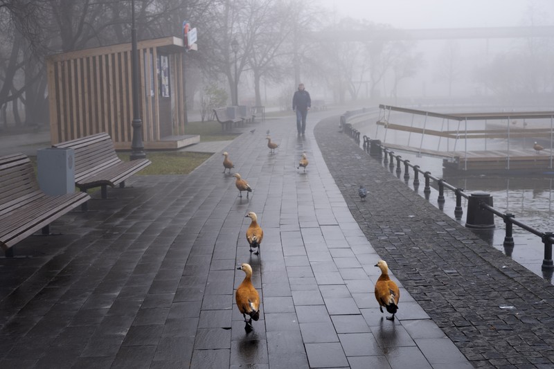 Kabut di Moskow Rusia A pedestrian walk through morning fog along a pond in Ostankino in Moscow, Russia, Tuesday, Nov. 2, 2021. More than 30 flights were delayed or canceled at three airports in the capital due to fog. (AP Photo/Alexander Zemlianichenko)
