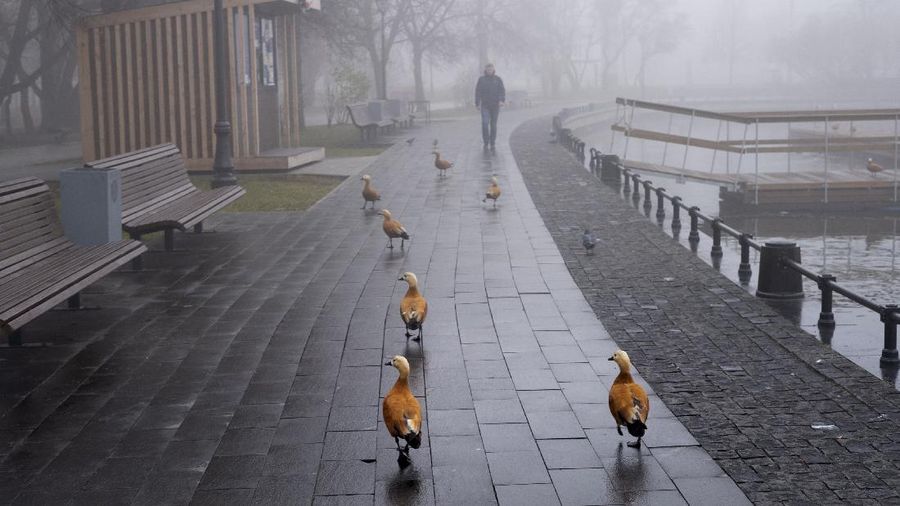 A pedestrian walk through morning fog along a pond in Ostankino in Moscow, Russia, Tuesday, Nov. 2, 2021. More than 30 flights were delayed or canceled at three airports in the capital due to fog. (AP Photo/Alexander Zemlianichenko)