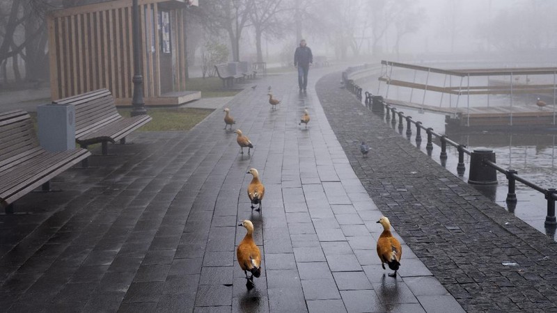 A pedestrian walk through morning fog along a pond in Ostankino in Moscow, Russia, Tuesday, Nov. 2, 2021. More than 30 flights were delayed or canceled at three airports in the capital due to fog. (AP Photo/Alexander Zemlianichenko)