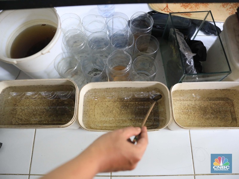 Penjualan Ikan Cupang Fahri pemilik budidaya Cupang khusus kontes di Kawasan Ciputat, Tangerang Selatan, 3/11. Fahri memelihara ikan cupang dikontrakan 1 petak berukuran 2X1 meter.