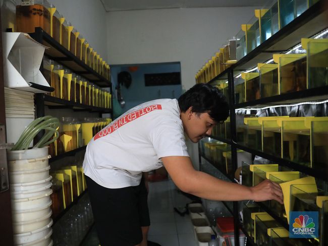 Bisnis Cupang Online: Menggapai Keuntungan di Balik Si "Ikan Petarung"