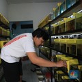 Bisnis Cupang di Kontrakan, Bisa Cuan Puluhan Juta Sebulan
