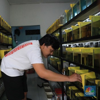 Bisnis Cupang di Kontrakan, Bisa Cuan Puluhan Juta Sebulan