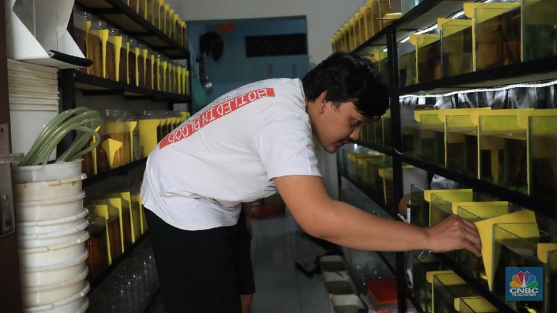 Fahri pemilik budidaya Cupang khusus kontes di Kawasan Ciputat, Tangerang Selatan, 3/11. Fahri memelihara ikan cupang dikontrakan 1 petak berukuran 2X1 meter. 